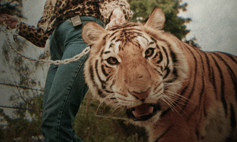 Avec "Tiger King", Netflix met en lumière le combat opposant les collectionneurs de félins et les écologistes et défenseurs des droits des animaux.