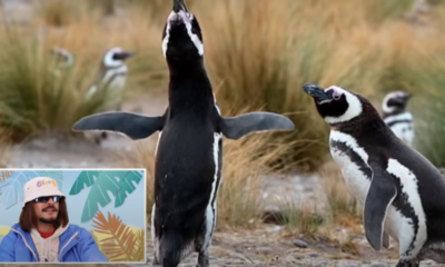 lorenzo pingouin brésil